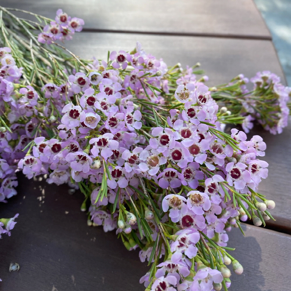 왁스플라워 생화 솔매화 꽃배달 싼곳 양재꽃시장 생화택배 이미지 2