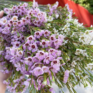 왁스플라워 생화 솔매화 꽃배달 싼곳 양재꽃시장 생화택배 솔직 후기 | 실사용자 리뷰 분석 - 상품 이미지 4