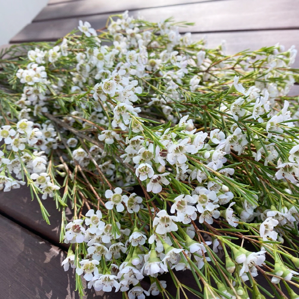 왁스플라워 생화 솔매화 꽃배달 싼곳 양재꽃시장 생화택배 이미지 3