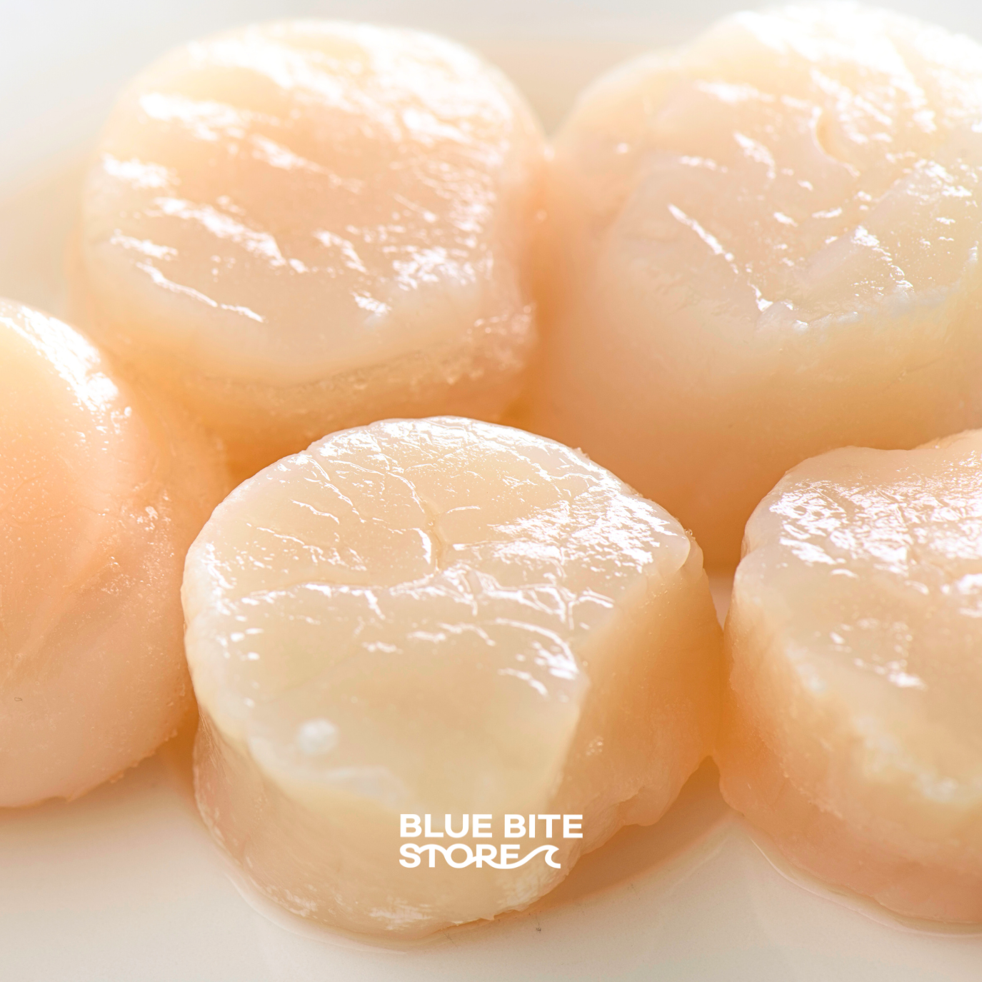 가리비관자 1kg 최상급 냉동 버터구이 가리비살 개아지살