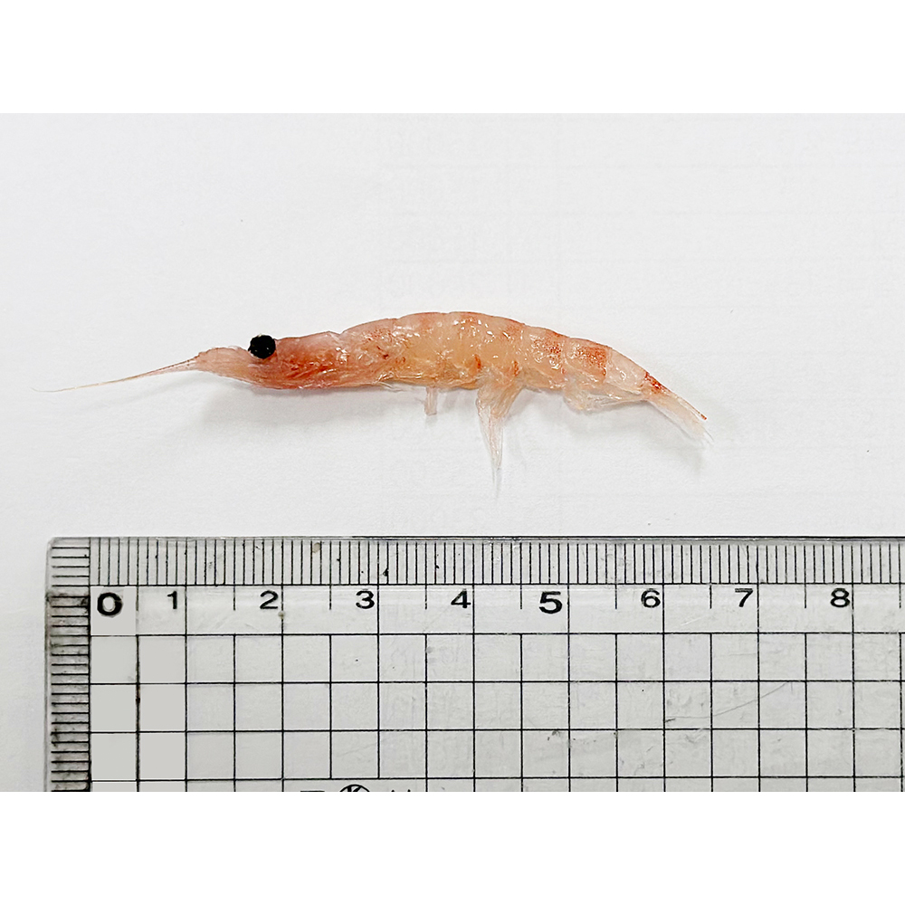 사이즈가 큰 선별 크릴 바다미끼 최강자 대물 각크릴 약115g 감성돔 낚시미끼 백크릴 - 상세 이미지 3