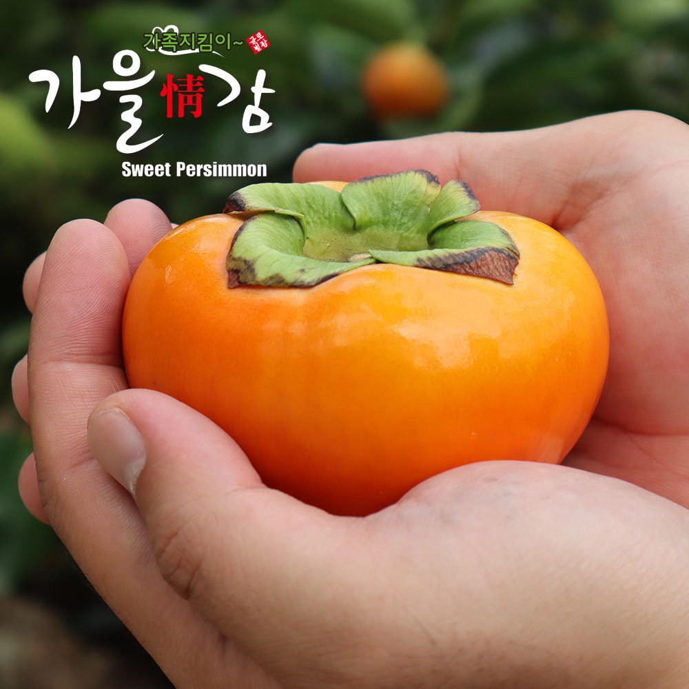 [산지직송] 민재농원 제철 햇 단감 부유단감 10kg 5kg 3.4kg - 상품 이미지