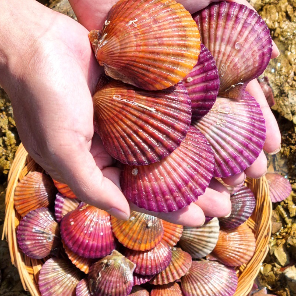홍가리비 생가리비 제철 세척 홍가리비찜용 구이용 통영 캠핑용 국산 산지직송 1kg - 상세 이미지 3