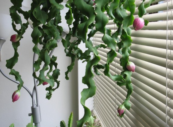 에피필럼 구아테말렌시스 몬스트로사-소 (랜덤배송)  Epiphyllum guatemalense monstruosa : 티스투