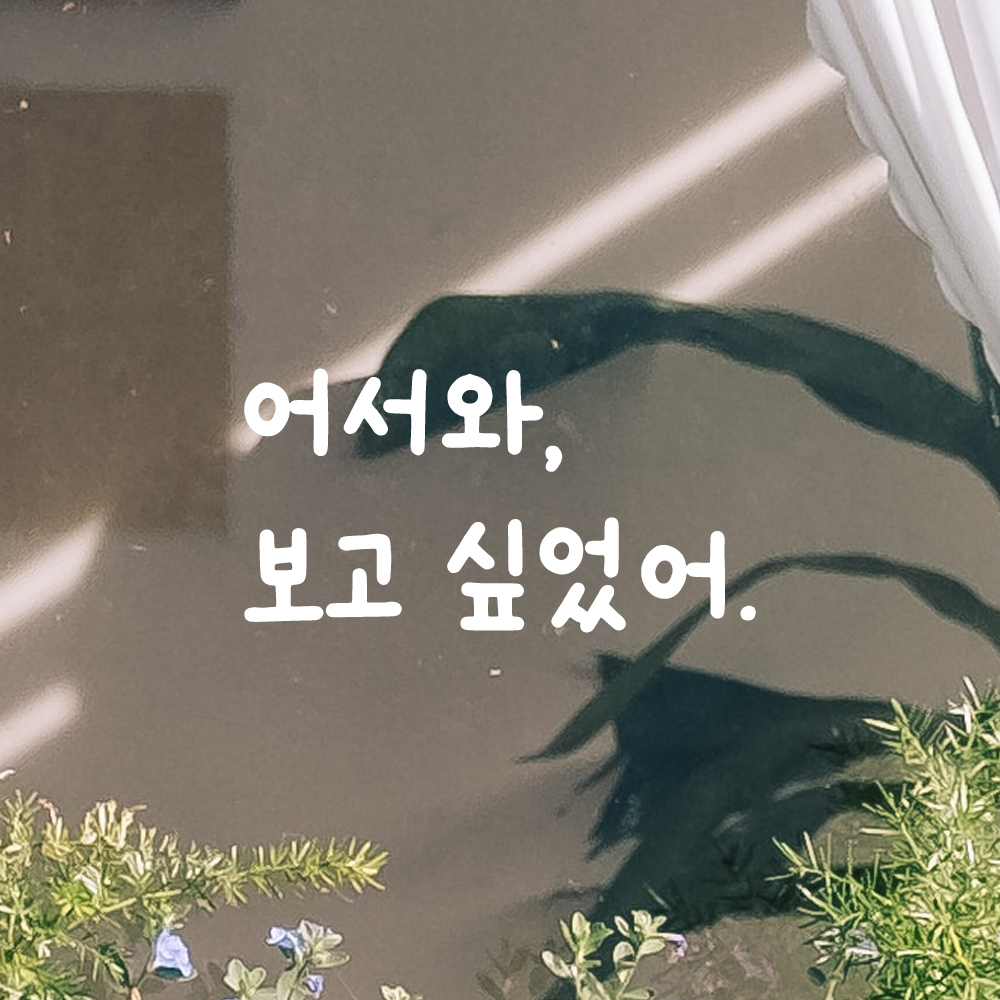 귀여운 손글씨 레터링 스티커 어서와 보고 싶었어 LMM-095S 검정 이미지 6
