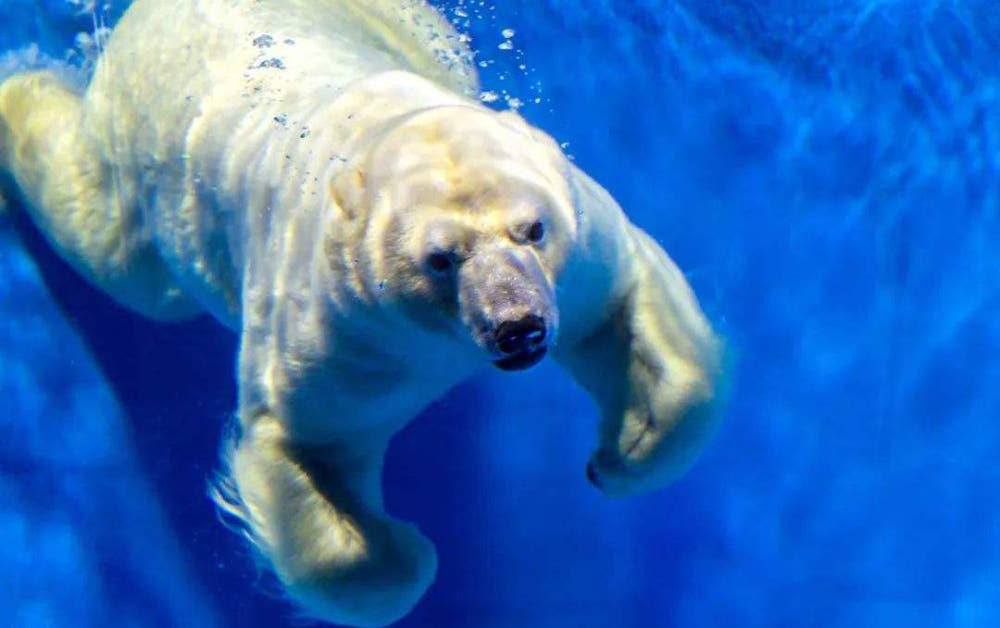 중국 하얼빈 극지공원