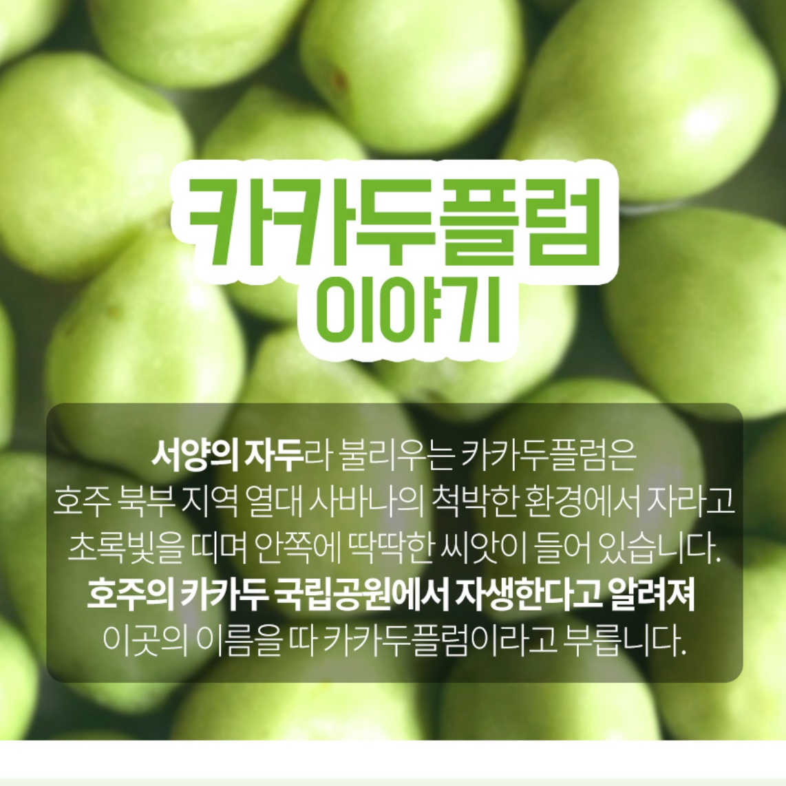 카카두플럼 추출 분말 500g 카카두플럼 가루 서양 자두 파우더 추출물 - 상세 이미지 3