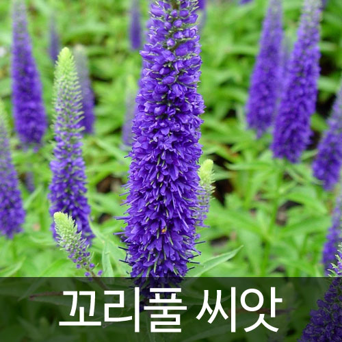 우리꽃 꼬리풀 씨앗 베로니카 종자 꼬리풀씨 100알 : 가람원