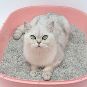 [프리미엄] 미켈란제로 먼지없는 벤토나이트 고양이 모래 블랙 18kg, ... 솔직 후기 | 실제 사용자 리뷰 총정리 - 상품 이미지 4