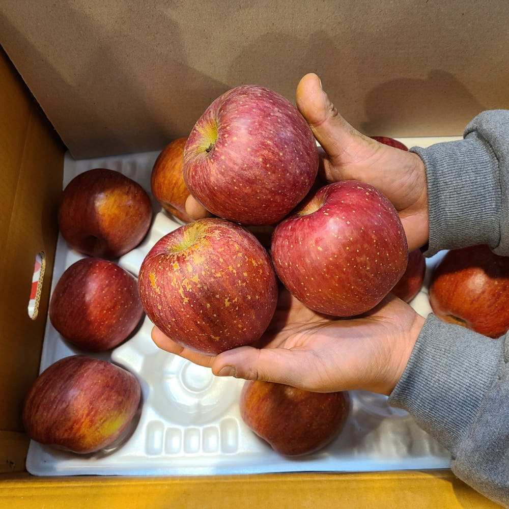 시나노골드 황금사과