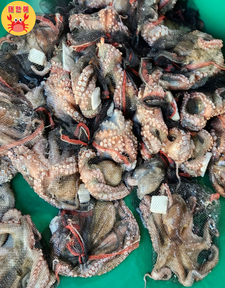 태안 자숙 문어 숙회 뽈뽀 문어다리 한개 300g - 상세 이미지 2
