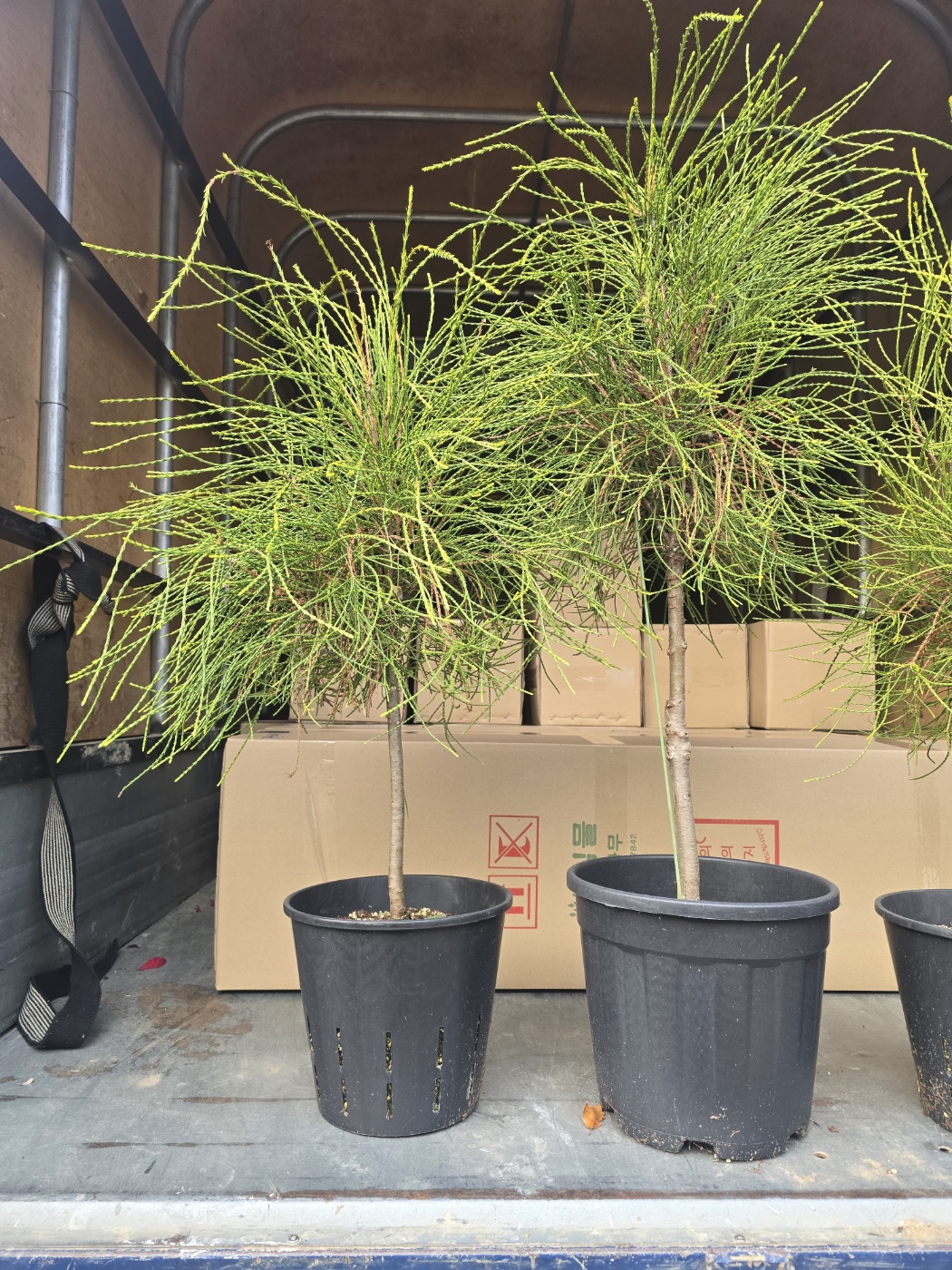 프랭키보이 외목대 화분묘 중품 대품 유럽침엽수 제품 이미지