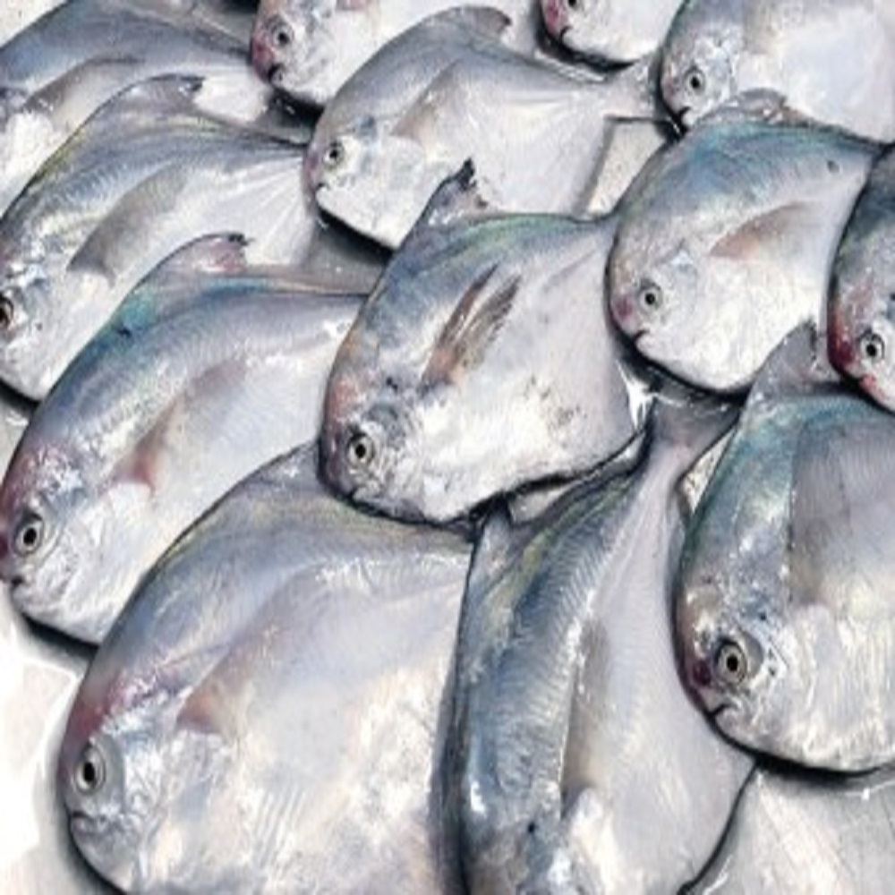 국내산 손질 병어 1kg 조림 제수용 - 상세 이미지 2