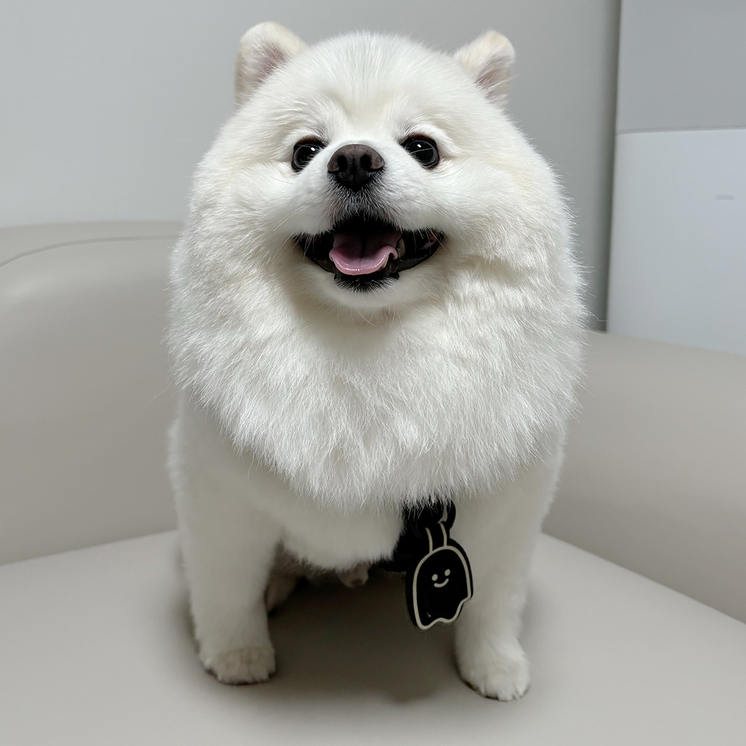 2mm 강아지 야광 반사 인식표 인터라켄 펠트 네임텍 제작 이름표 반려견 명찰 이미지 6
