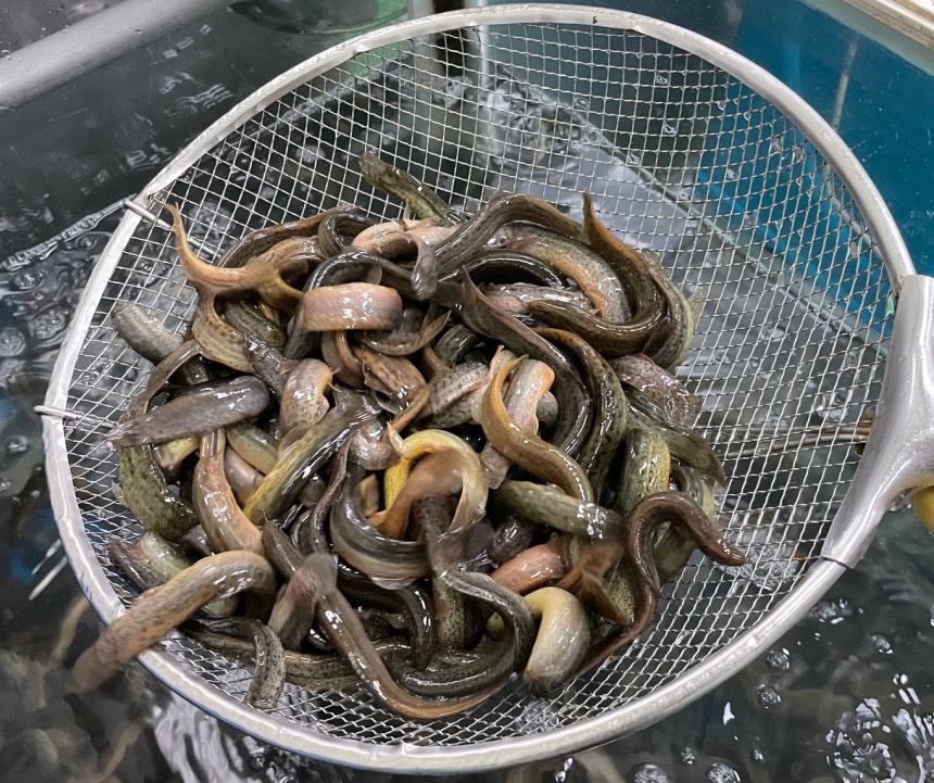 남원 국내산 미꾸라지 무청시래기 하테 추어탕 맛집 500g 해장국 국밥 보양식 - 상세 이미지 5