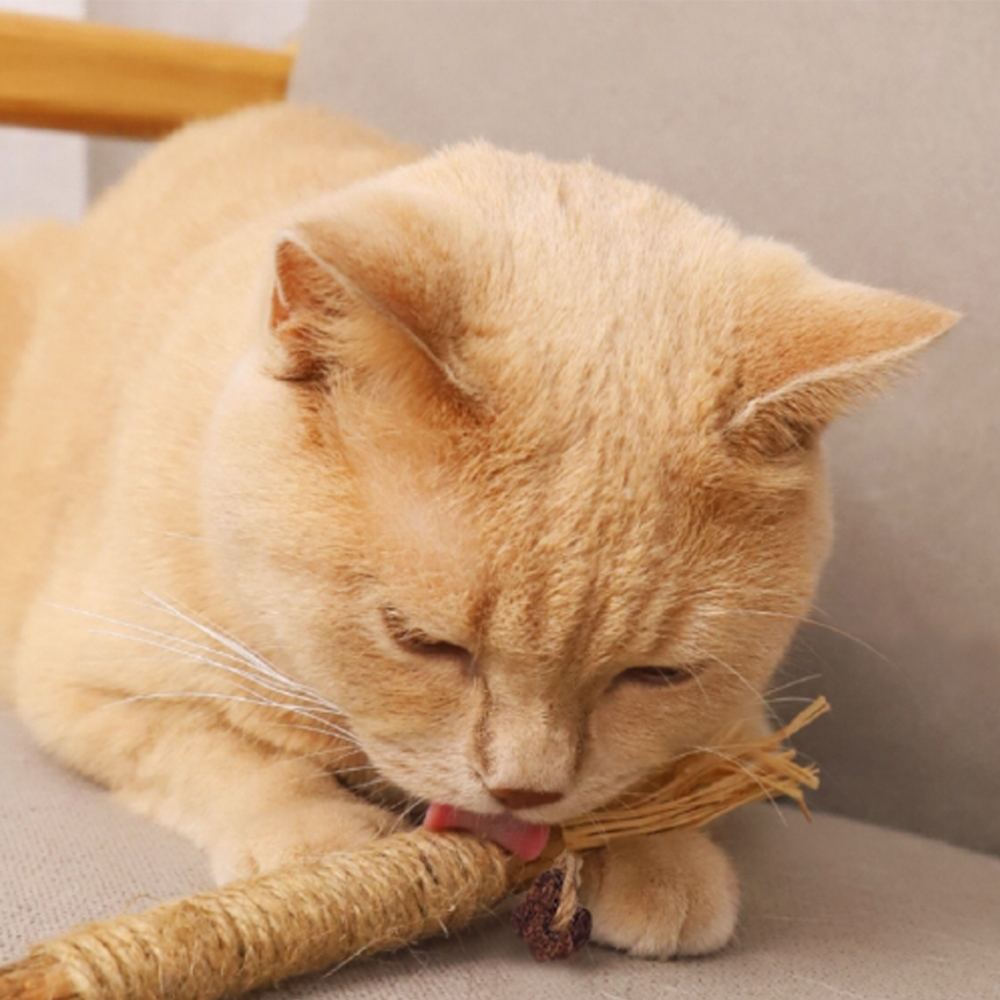 더보양 마따따비 고양이 이갈이 장난감 집사 냥이 놀이용품 2개입, 1팩 - 상세 이미지 3