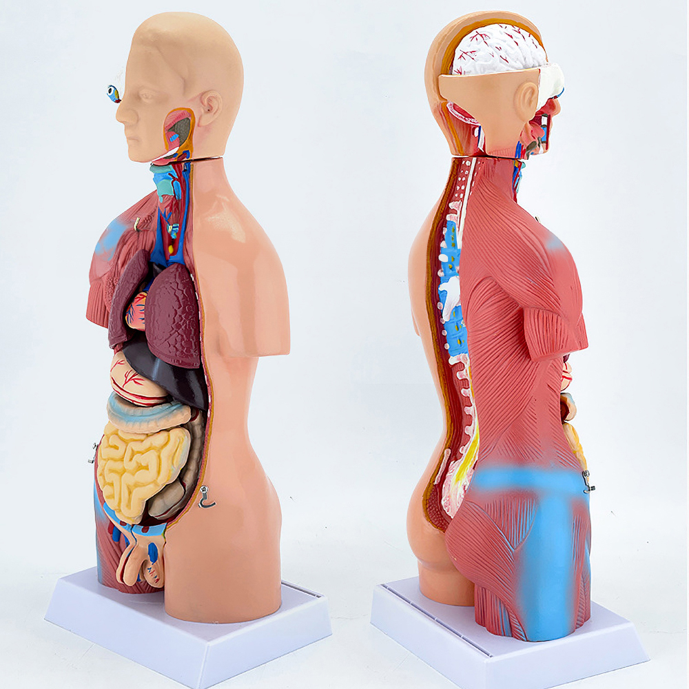 카르빈 해부학 모형 사람 인체 해부 장기 구조 - 상세 이미지 2