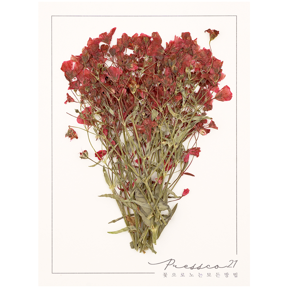 프레스코21 압화 줄기 잎안개꽃(짙은빨강) 20p - 상품 이미지
