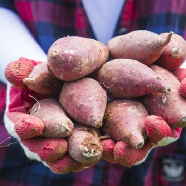 중상 베니하루카10kg 숙성꿀고구마10kg 베로니카 고구마