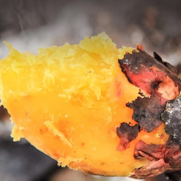 특상 베니하루카5kg 숙성 꿀고구마5kg 베로니카 고구마 - 상품 이미지