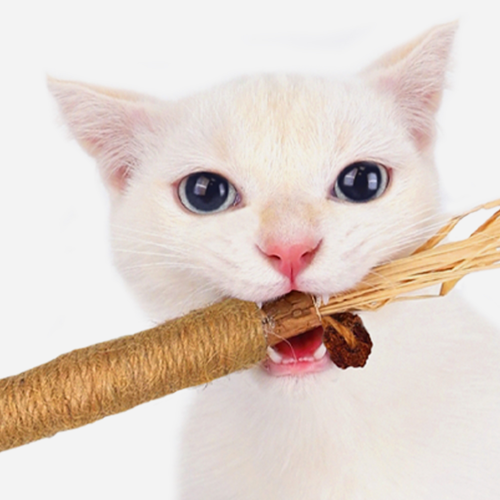 더보양 마따따비 고양이 이갈이 장난감 집사 냥이 놀이용품 2개입, 1팩 - 상세 이미지 4