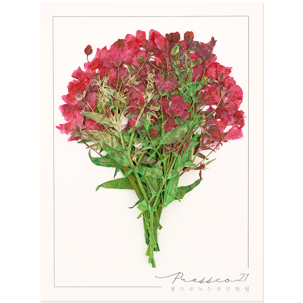 프레스코21 압화 줄기 잎안개꽃(빨강) 20p - 상품 이미지