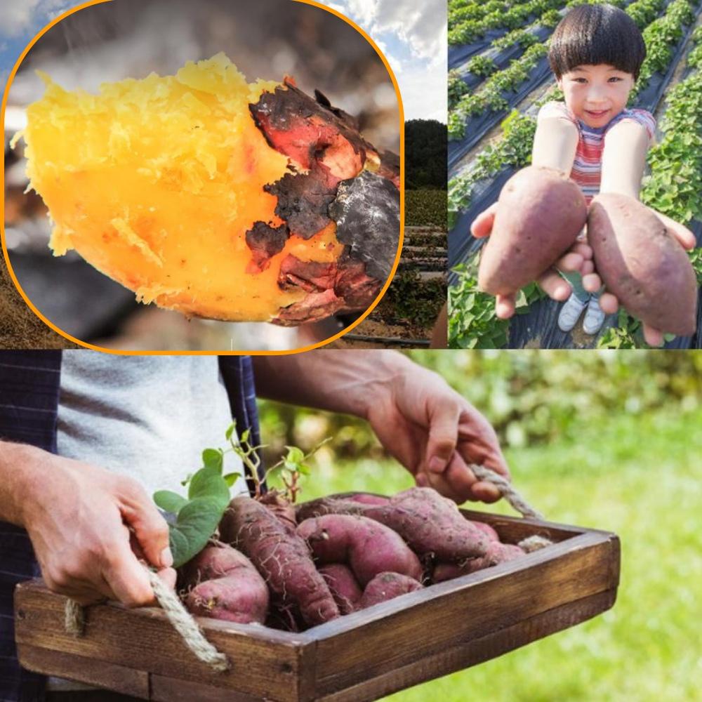 대 베니하루카10kg 숙성꿀고구마10kg 베로니카 고구마