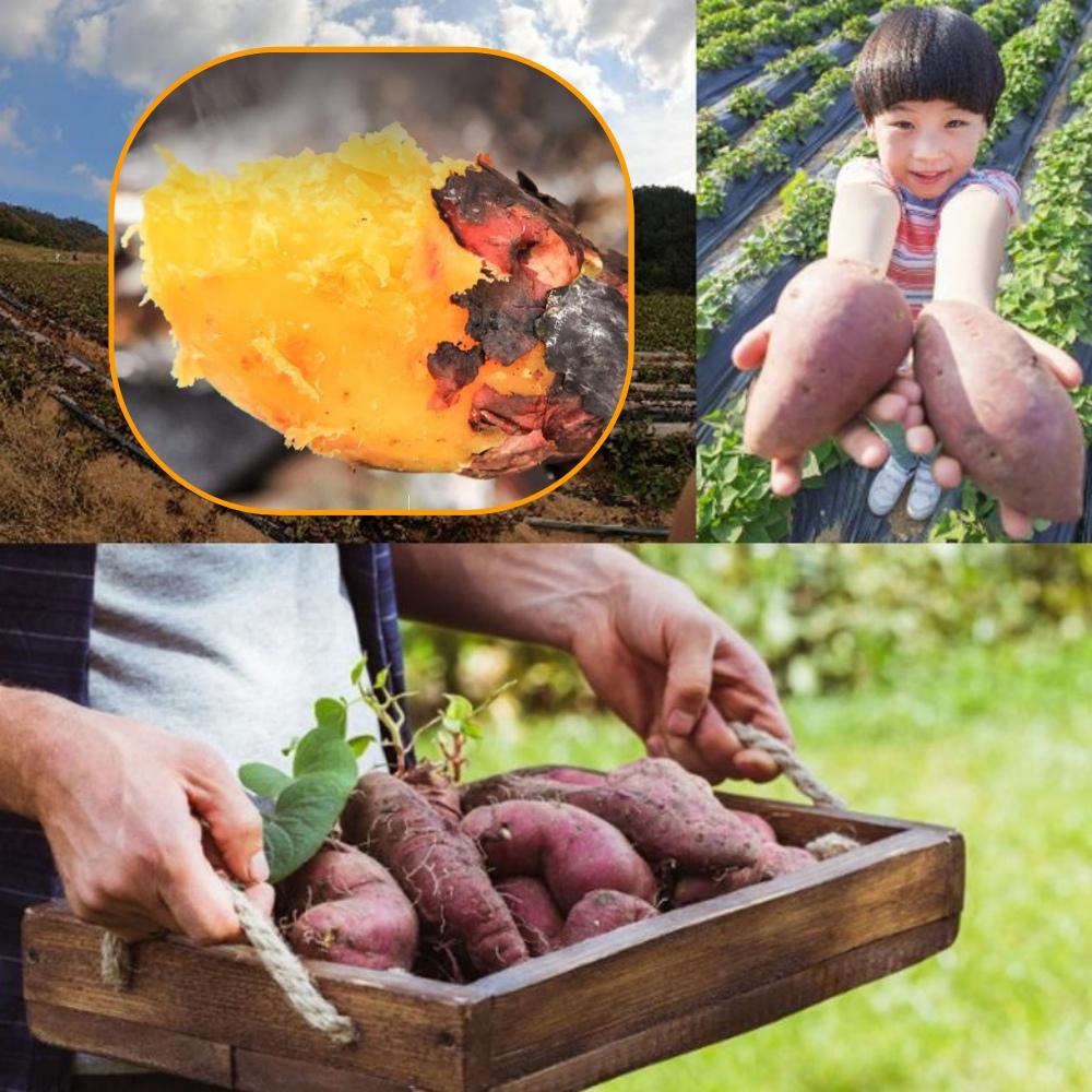 대 베니하루카3kg 숙성꿀고구마3kg 베로니카 고구마