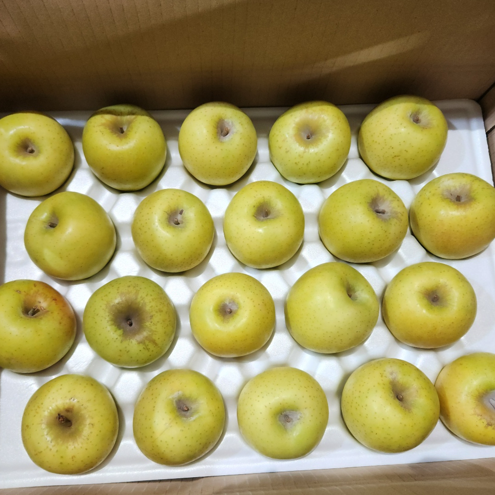 청송 시나노골드 사과 5kg 시나골드 노란 못난이 흠집 가정용 선물용 껍질째먹는 황금 - 상세 이미지 5