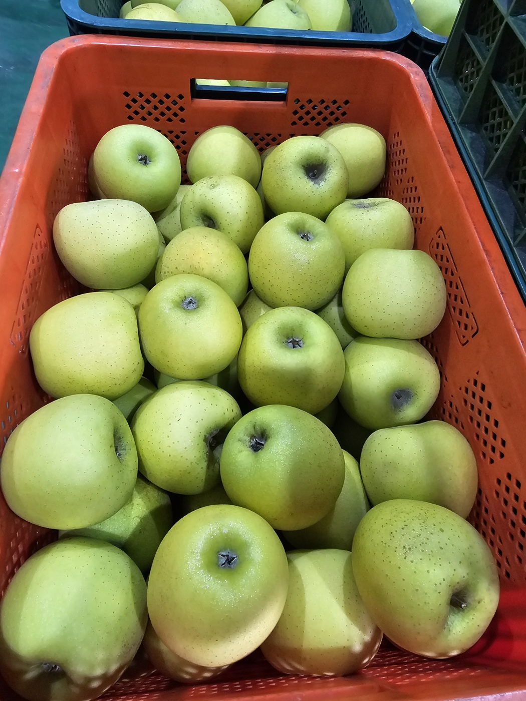 시나노 골드 중과 사과 13.5Brix, 5kg, 1개 - 상세 이미지 2