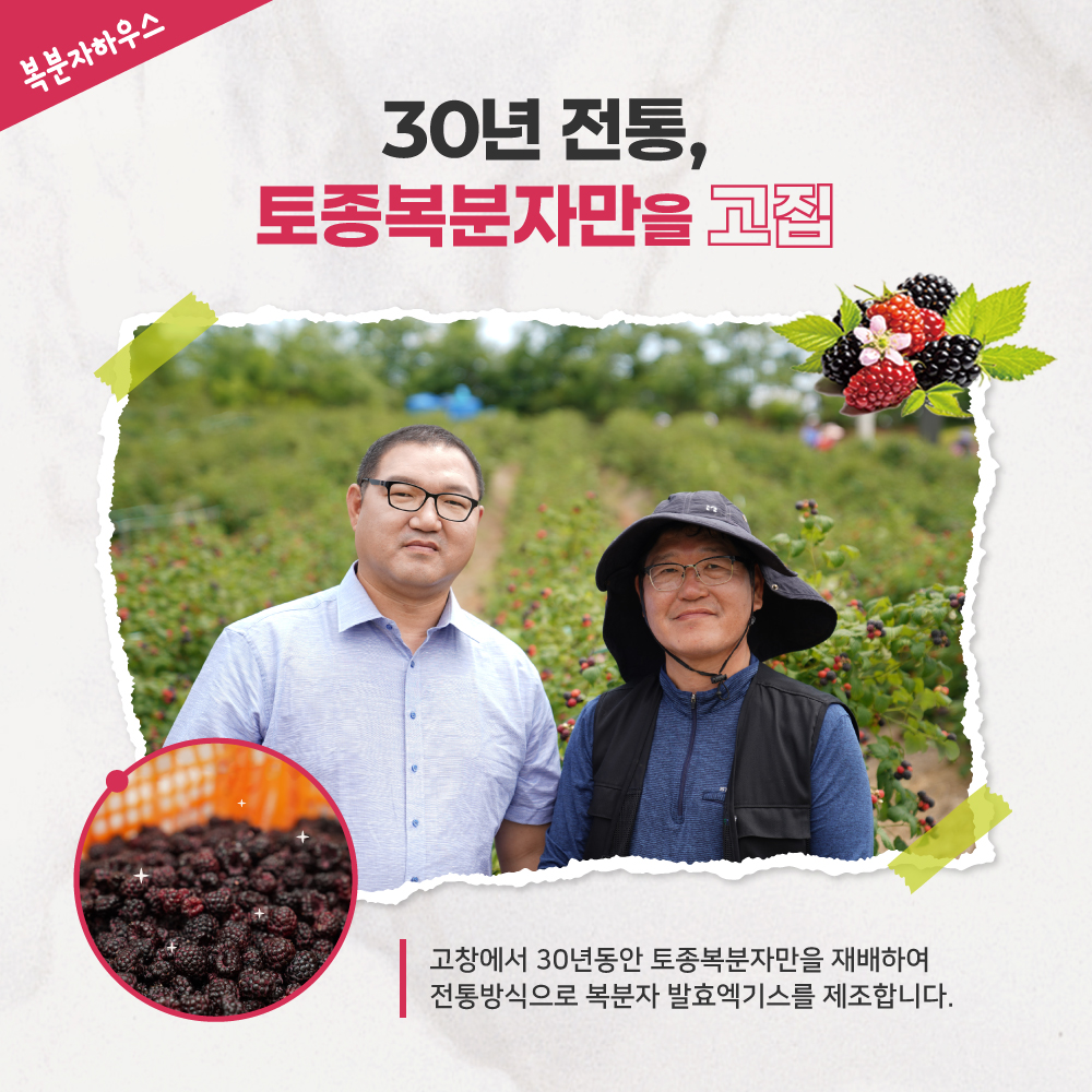 ［고창농장직영］THE 복분자 엑기스세트+생즙 원액+탄산수 900ml, 3개 - 상세 이미지 4