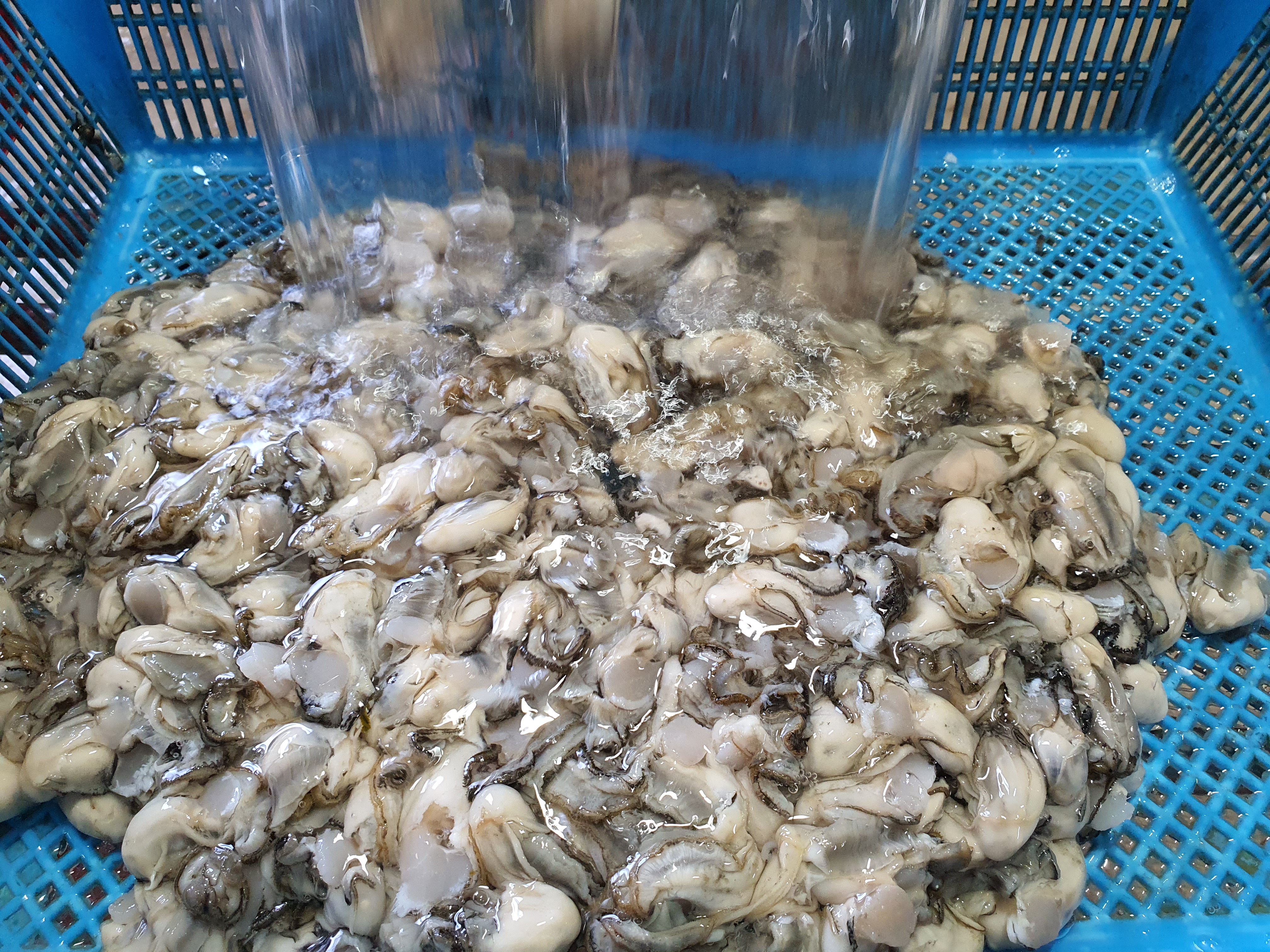 제철 최상급 통영생굴 자연산굴  고흥굴 소굴 1kg[원산지:국산] - 상세 이미지 4