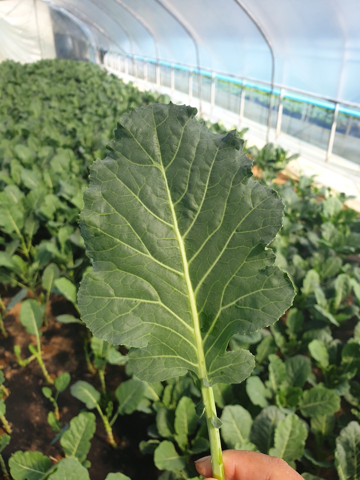 농장직송 케일 쌈 주스 그린스무디 쌈채소 샐러드야채 당일수확 500g, 1개 이미지 8