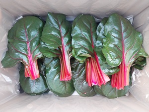 적근대 샐러드채소 1kg 2kg 이미지 7