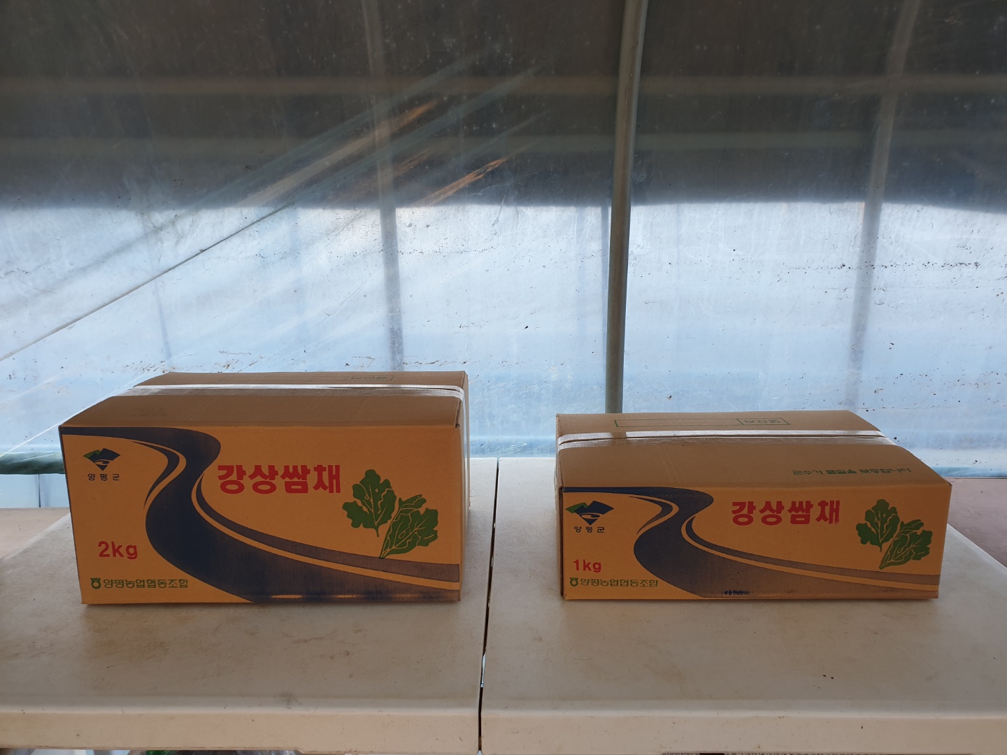 농장직송 케일 쌈 주스 그린스무디 쌈채소 샐러드야채 당일수확 500g, 1개 이미지 6