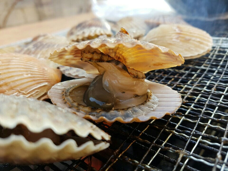 통영 제철 홍가리비 1kg 산지직송 세척 최상급 - 상세 이미지 5