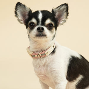 이름각인 야간반사 강아지 고양이 인식표 목줄 솔직 후기 | 실제 사용자 리뷰 총정리 - 상품 이미지 2