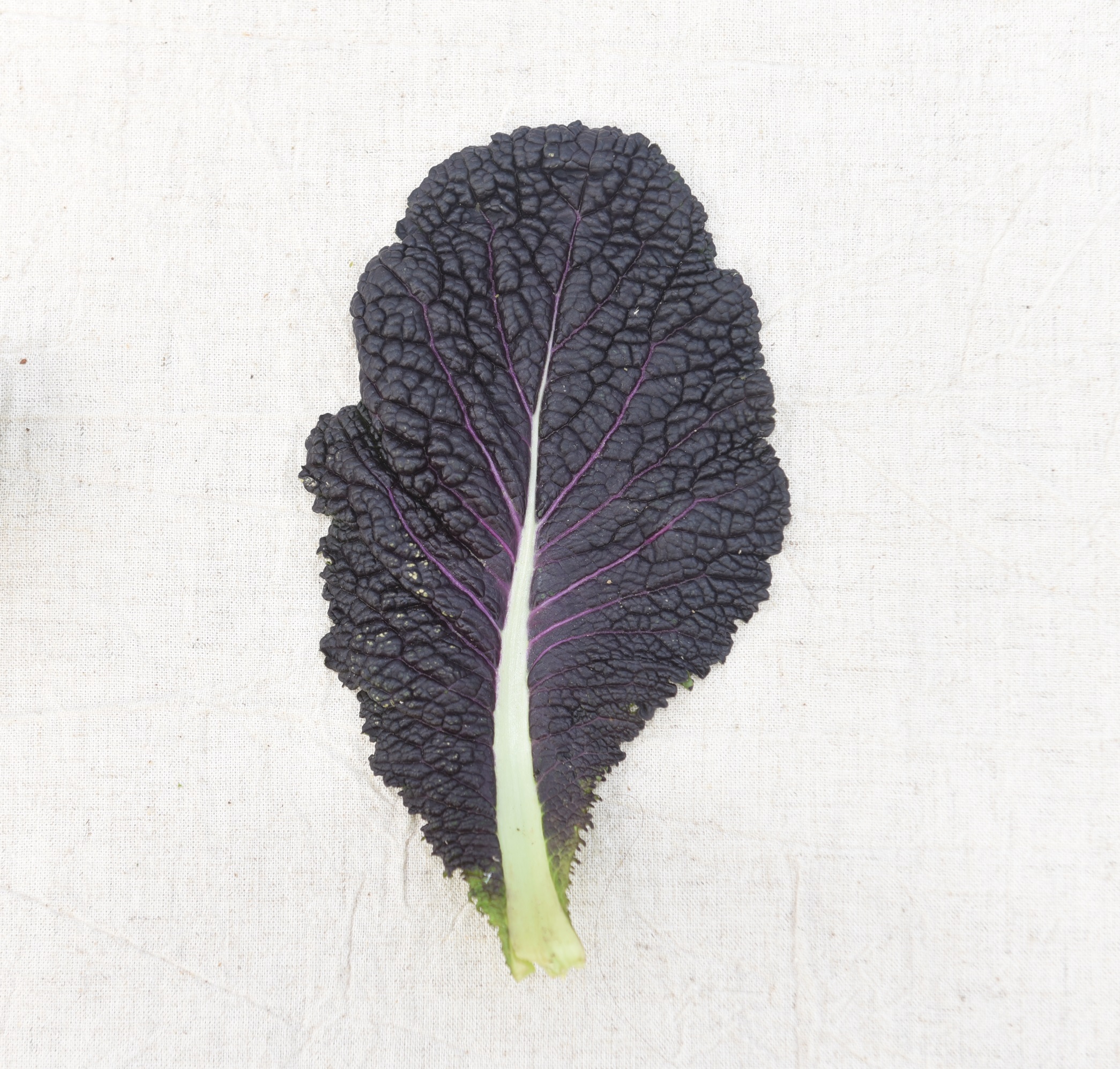 적겨자 겨자 쌈채소 500g 1kg 농장직송 - 상품 이미지