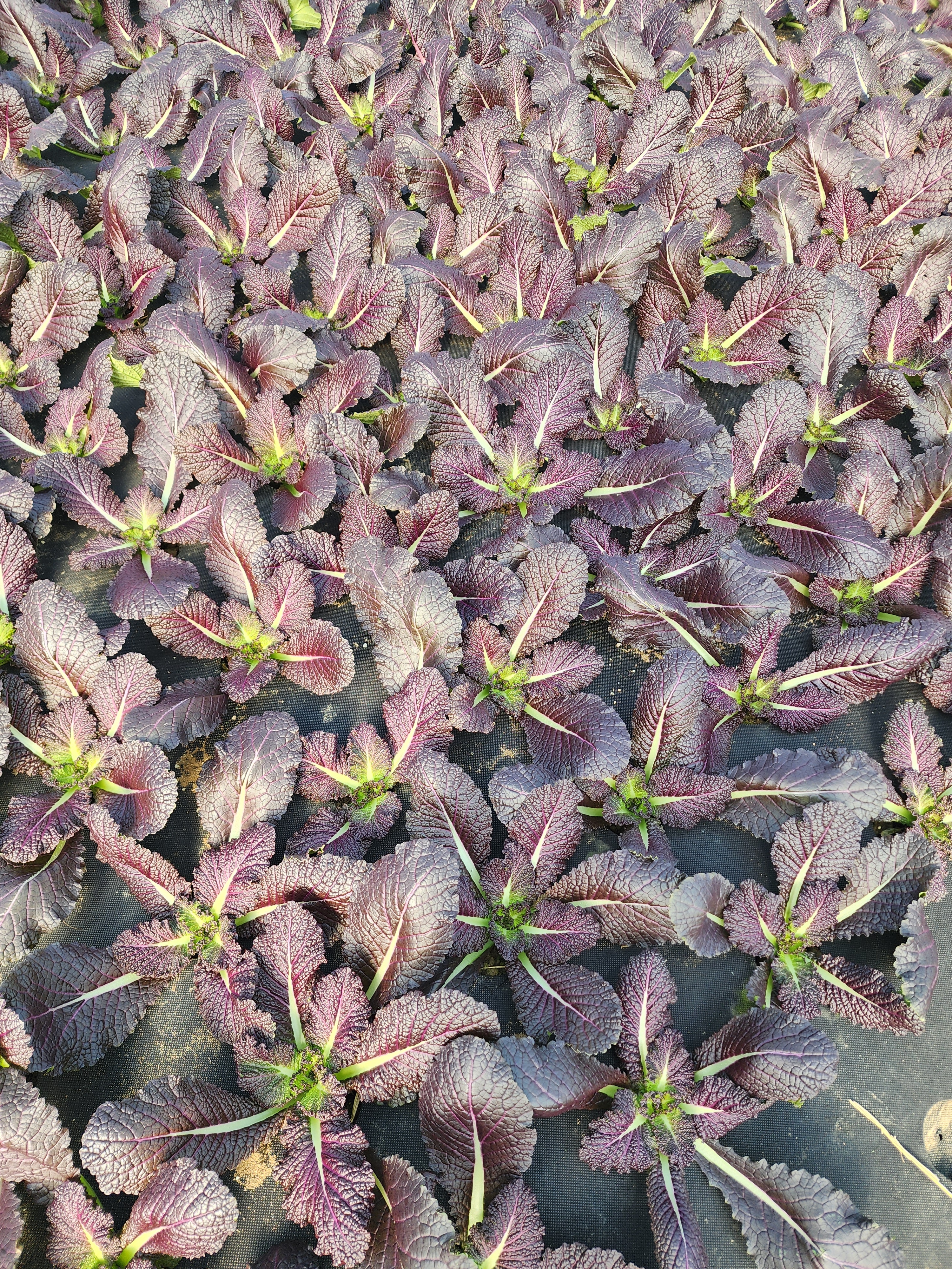 적겨자 겨자 쌈채소 500g 1kg 농장직송 이미지 7