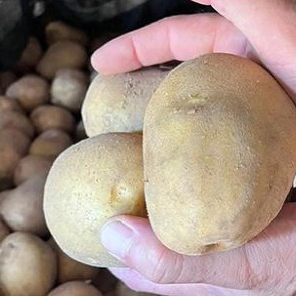 대 숙성 감자 요리 수미감자5kg 햇 두백감자 - 메인 이미지