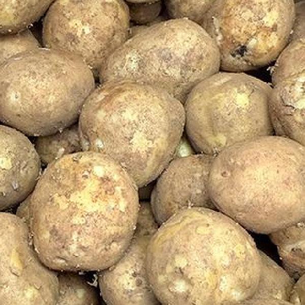 특 숙성 감자 요리 수미감자3kg 햇 두백감자 - 메인 이미지