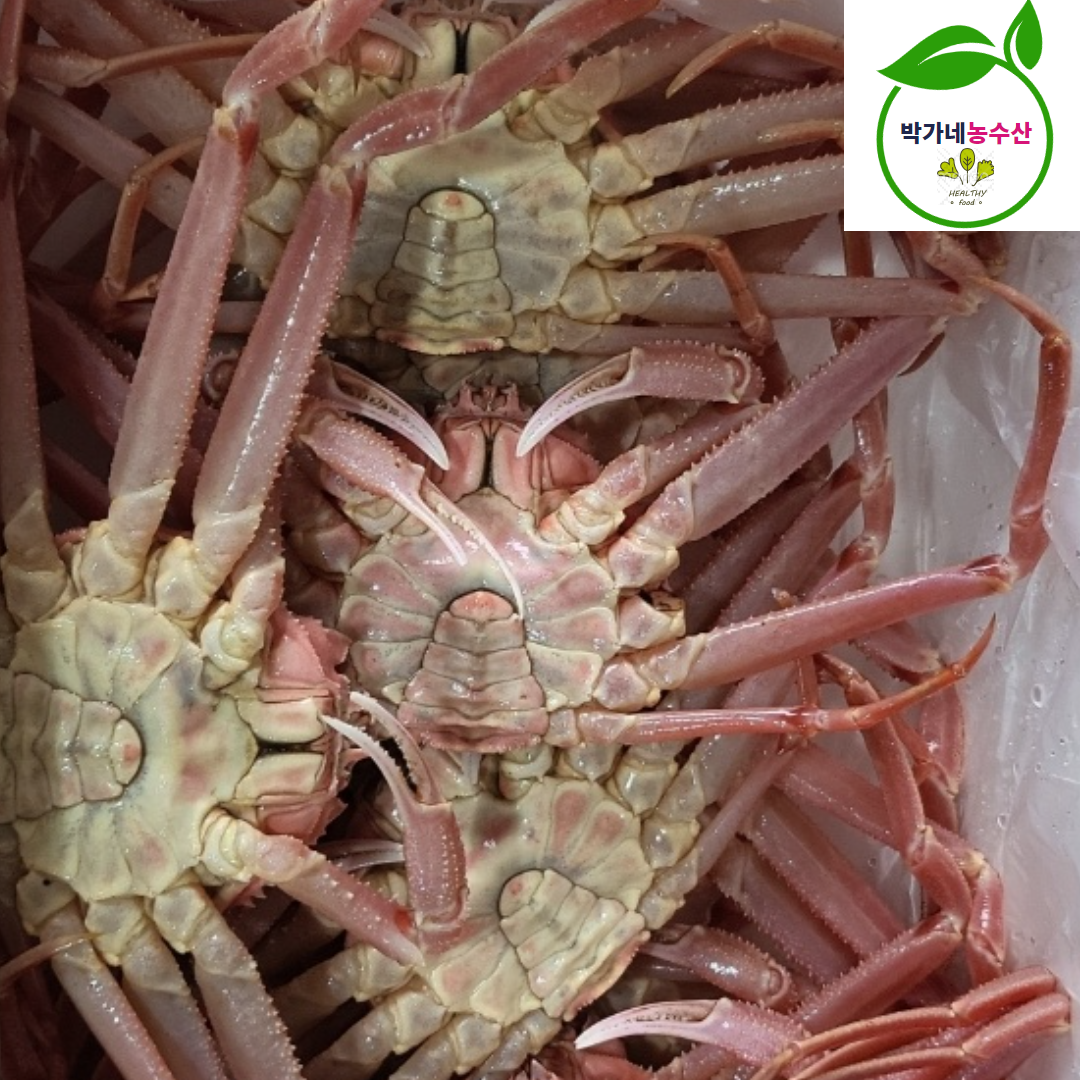 북해도 활 암 빵게 1kg 4-6미내외 일본산 대게 - 상세 이미지 3