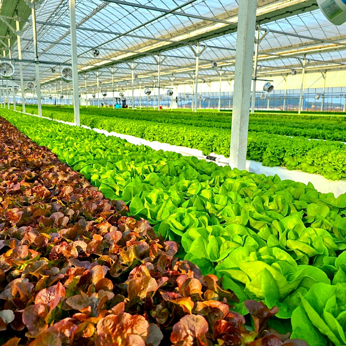 [당일수확] 유러피안 샐러드 야채 1kg 유럽상추 쌈채소 프릴아이스 버터헤드