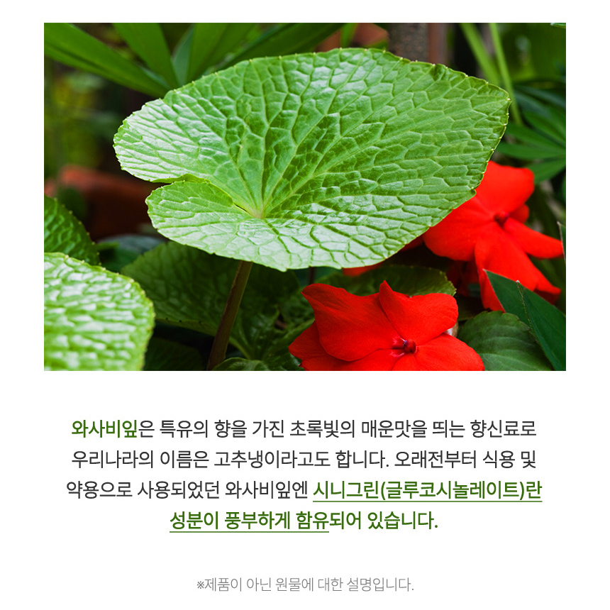와사비잎 추출물 국산 실루엣밸런스 정 락토페린 식약처 해썹 2박스 - 상세 이미지 4