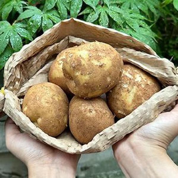 특 숙성 감자 요리 수미감자10kg 햇 두백감자 - 메인 이미지