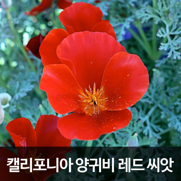 레드 캘리포니아 양귀비 씨앗 꽃양귀비 종자 씨 100알 : 가람원