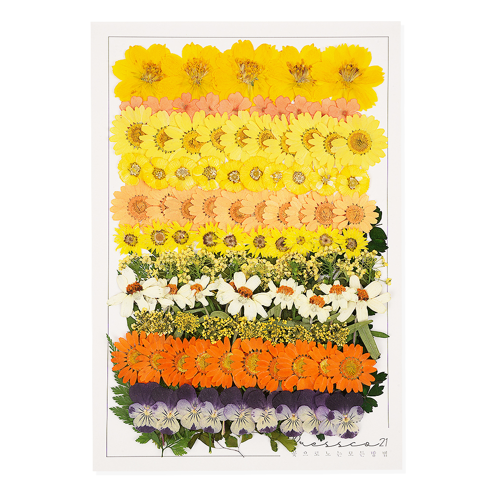 [초대용량] 압화 압화꽃 꽃송이 프레스코21 503 실사용 후기 | 효과 있을까? - 대표 이미지