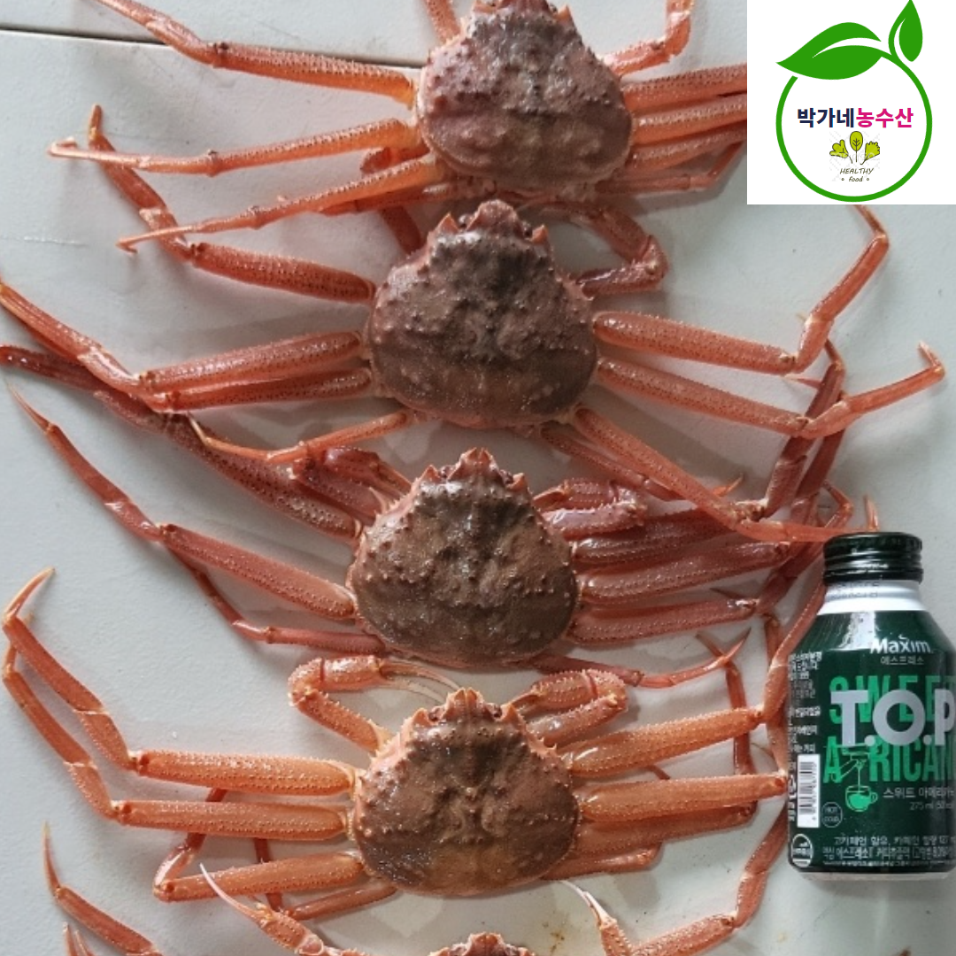 북해도 활 암 빵게 1kg 4-6미내외 일본산 대게 - 상세 이미지 2