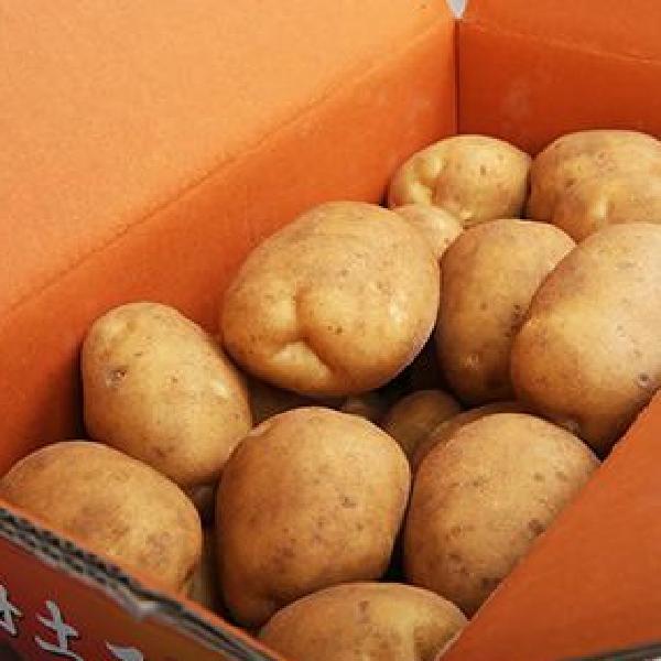 특 숙성 감자 요리 수미감자10kg 햇 두백감자 - 메인 이미지