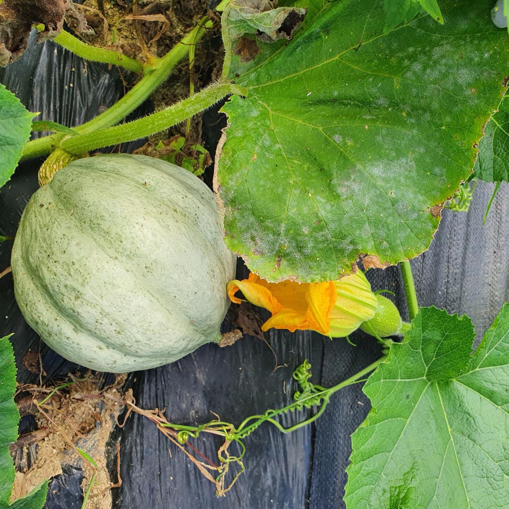 싸리재 깨끗하게 말린 [ 토종 단호박 고지 150g ] 제과제빵, 단호박떡 영양찰떡 재료 이미지 6